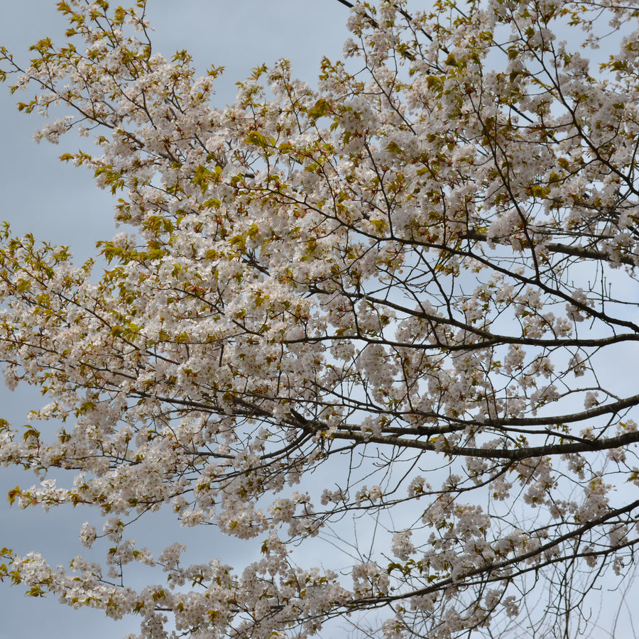 Seasonal Series | 山桜