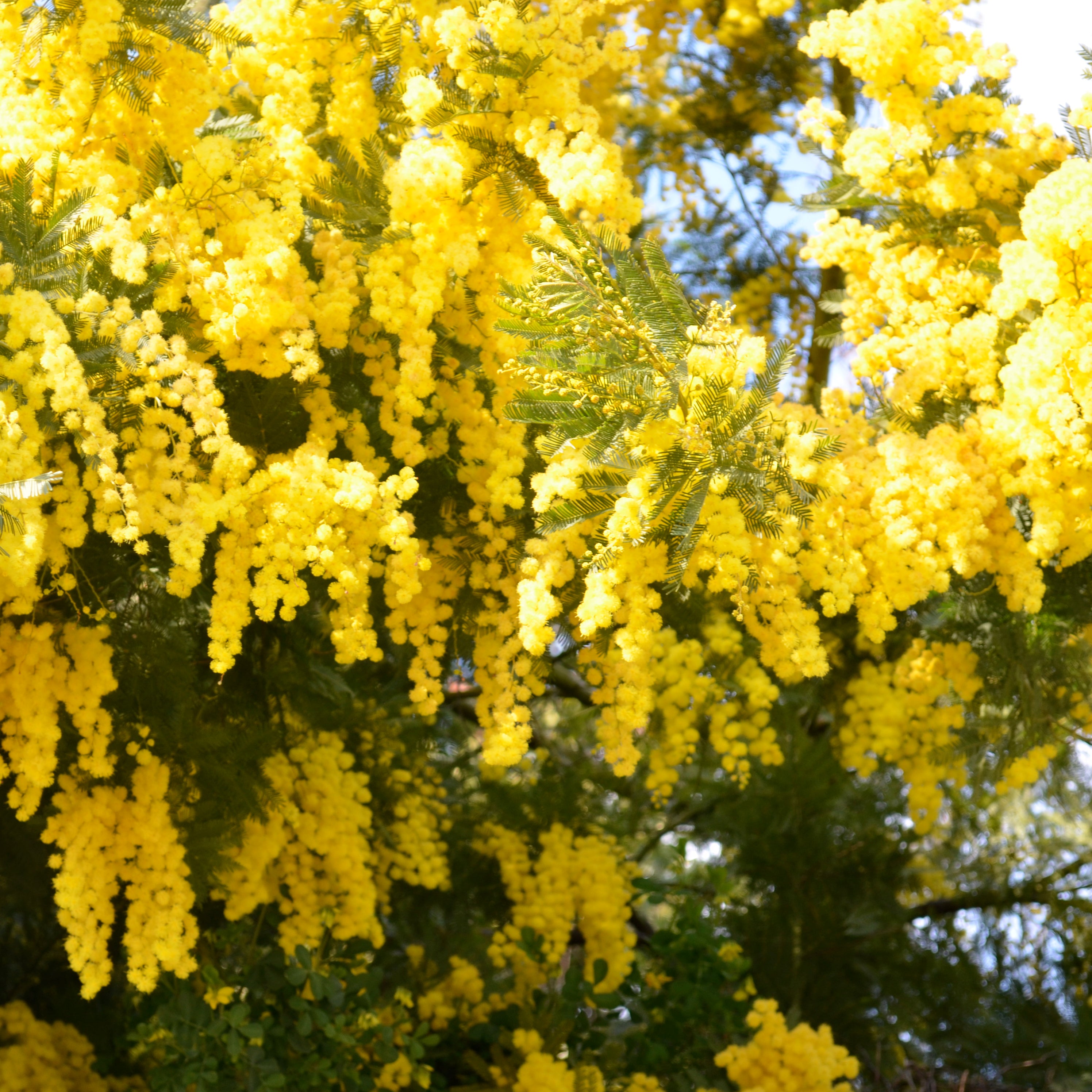 MIMOSA – TOKYO KODO