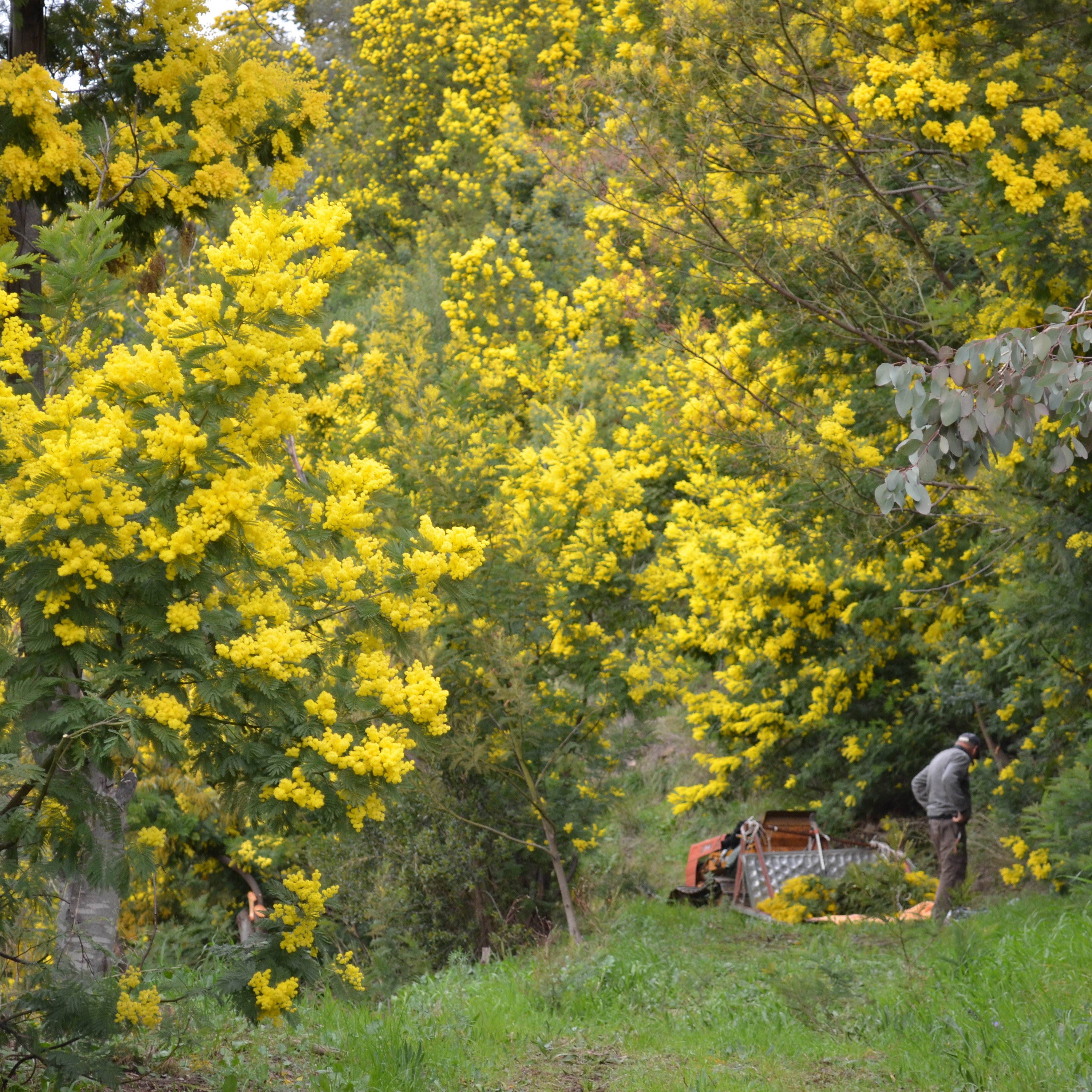 mimosa_S_616c348a-1211-4279-